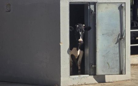 כזה לא רואים כל יום: פרה בקיבוץ סער במרחב מו-גן