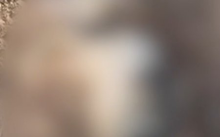 חשוד נעצר לאחר שתועד בועט בראשו של חתול מת במודיעין עילית