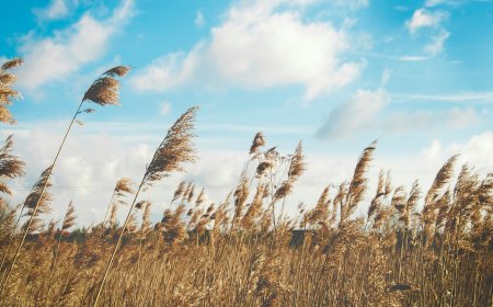 תחזית מזג האוויר: חמים מהרגיל עם רוחות מזרחיות חזקות בצפון